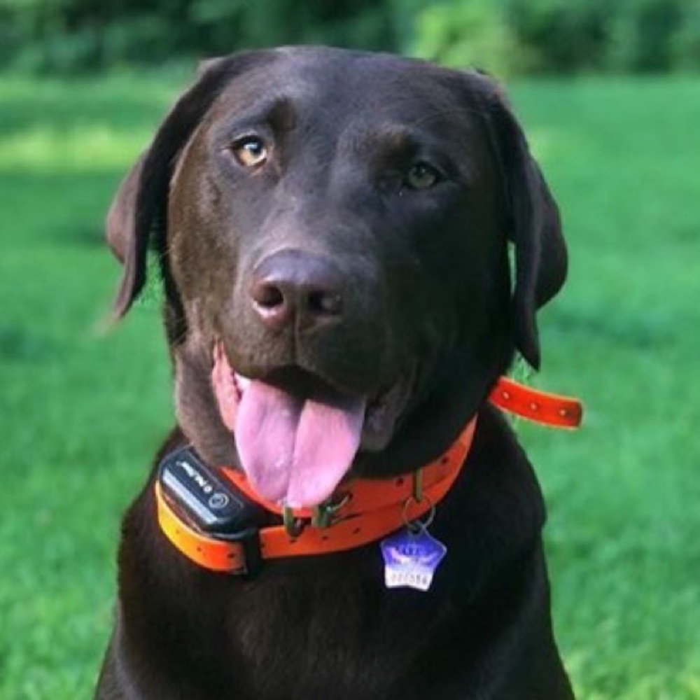 Meet your Posher, Ben